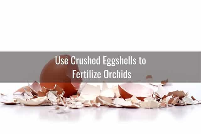 Picture of crushed eggshells