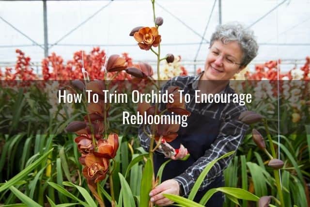Gardener trimming Cymbidium orchids in a greenhouse