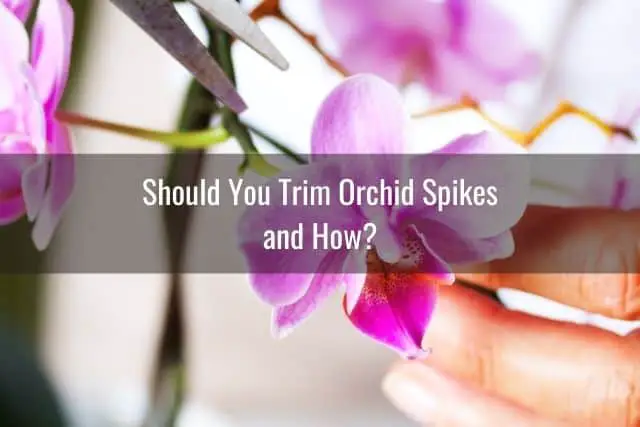 Person about to trim an orchid spike in bloom