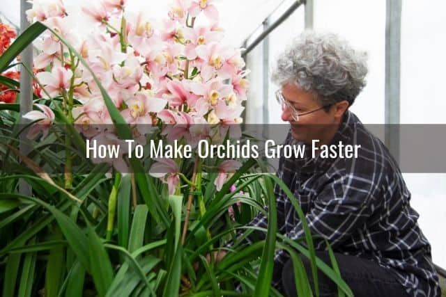 Lady caring for orchids in bloom