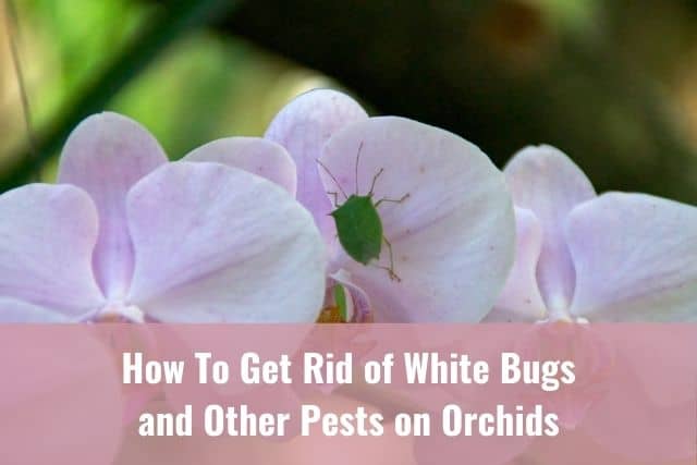 Orchid flowers with bugs and orchid pests and pests