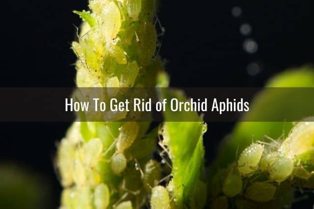 Aphid pest infestation on orchid