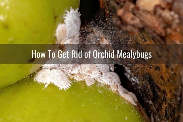 Mealybugs on orchid leaf