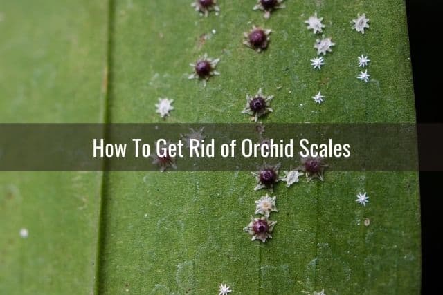 Orchid pests: scales on orchid leaf