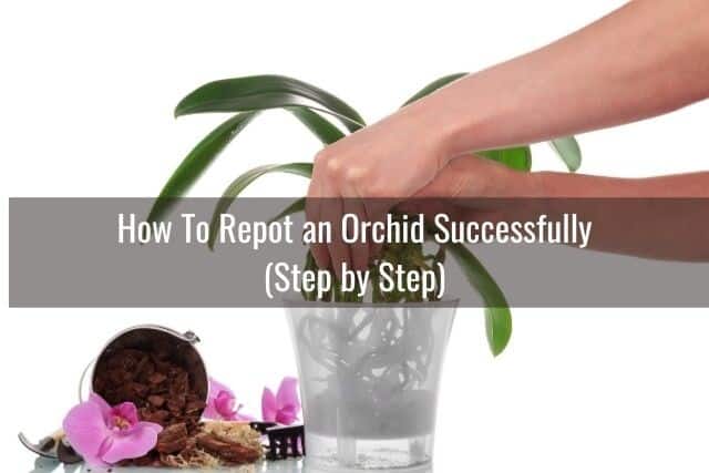 Person removing orchid from pot, getting ready to repot