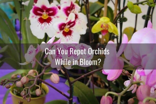 Orchids in bloom