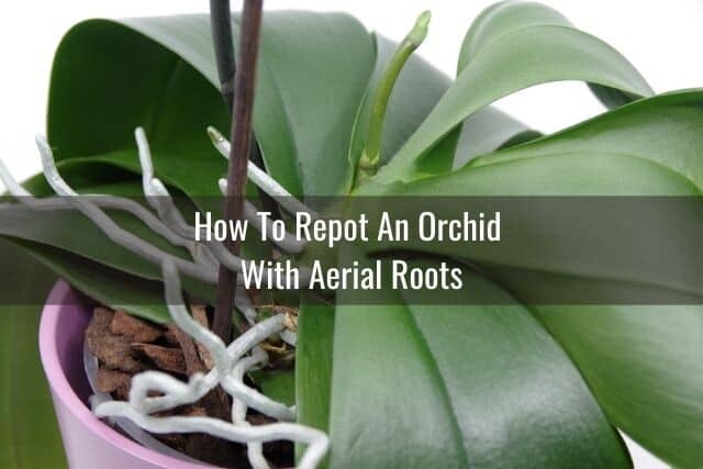 Orchid with aerial roots
