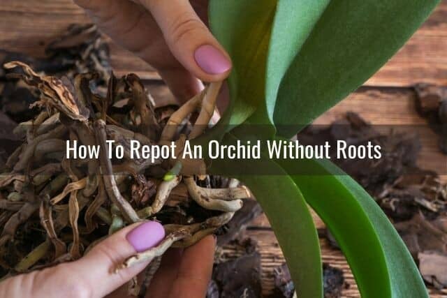 Orchid with many rotted roots being repotted