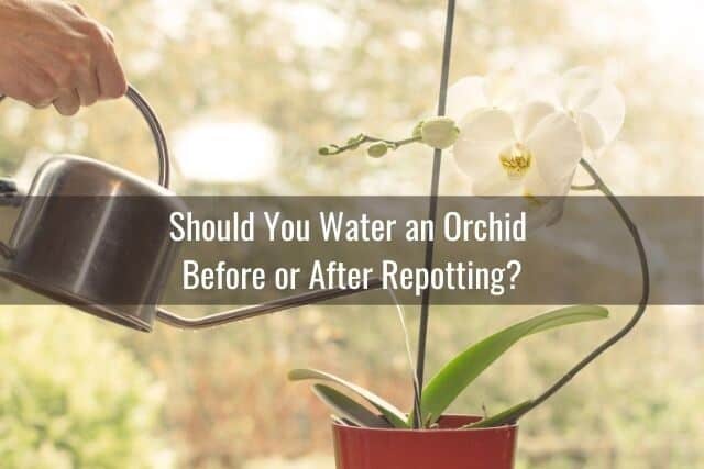 Person watering an orchid after repotting