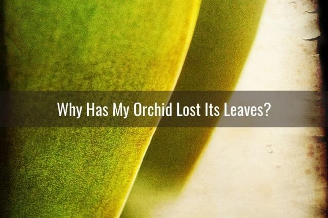 Yellowing orchid leaves