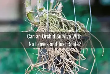 How To Save An Orchid With No Leaves Everyday Orchids