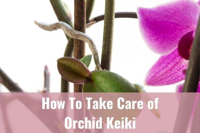 How To Take Care of Orchid Keiki