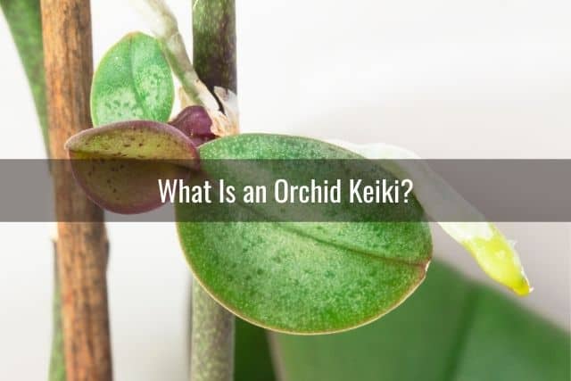 What Is an Orchid Keiki?