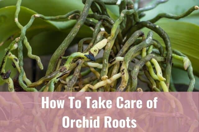 Close-up of healthy orchid roots