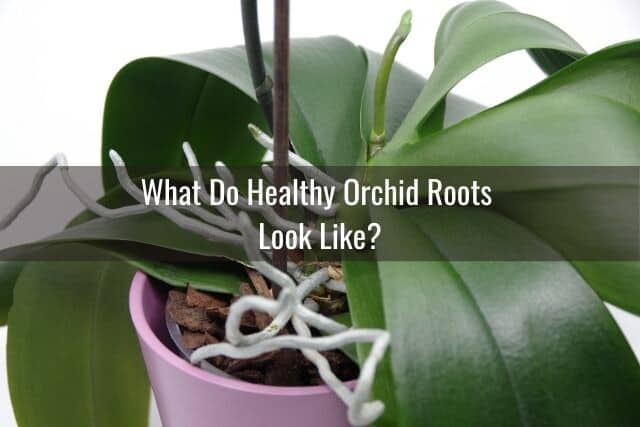 Close up of healthy orchid roots in a potted orchid