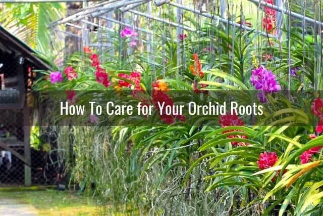 Rows of hanging orchids with aerial roots