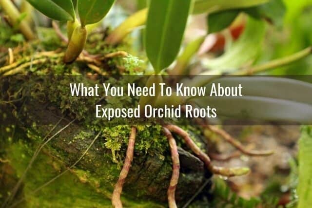 Close up of an orchid with exposed roots, how to care for orchid roots