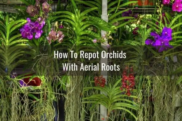 Picture of many hanging orchids with long aerial roots
