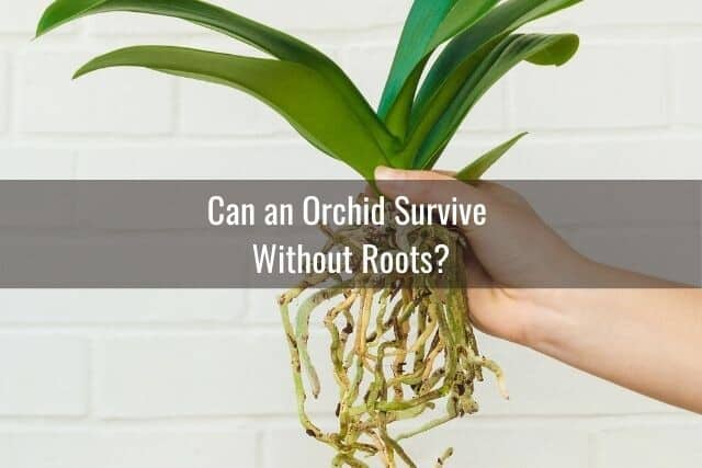 Person holding up an unpotted orchid with the roots, about to care for the orchid roots