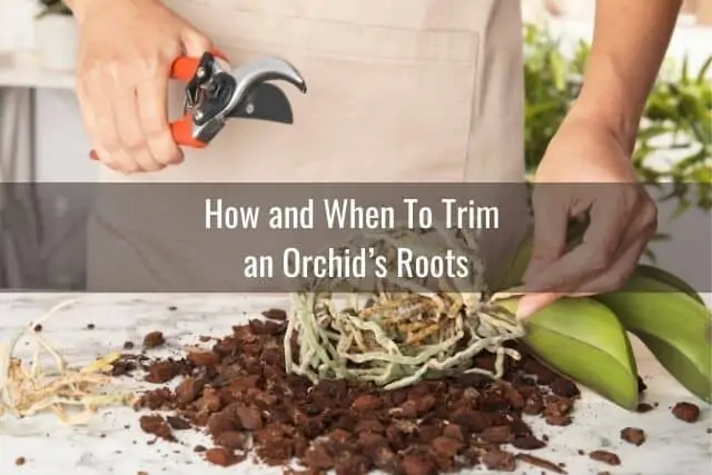 Gardener with pruning shears in the process of trimming orchid roots and repotting the orchid