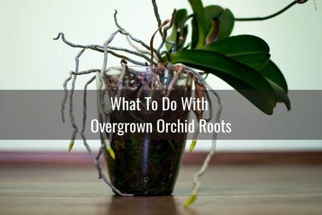 Orchid with lots of aerial roots growing sideways out of pot, how to care for these orchid roots