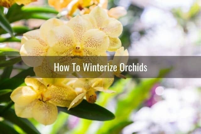 Outdoor orchids getting ready for winter, yellow orchid blooms