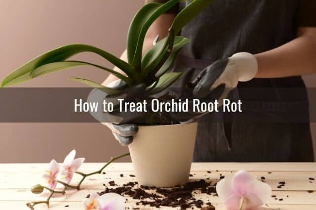 Person repotting an orchid after treating the root rot