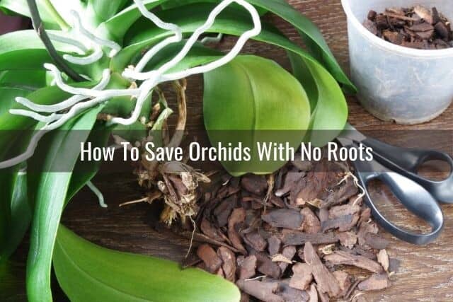 Orchid roots trimmed after root rot