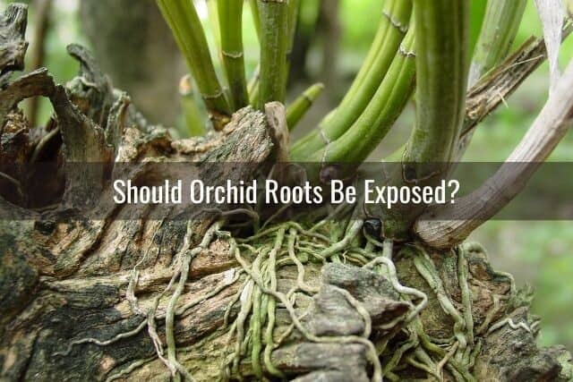 Orchid Roots exposed, attached to a tree, without root rot