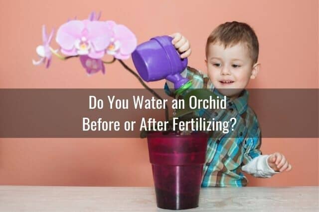 Child watering orchid with a watering can