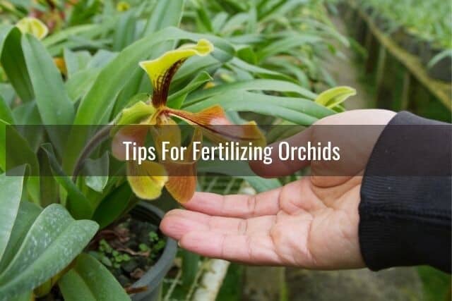Person holding hand under orchid bloom after fertilizing and watering