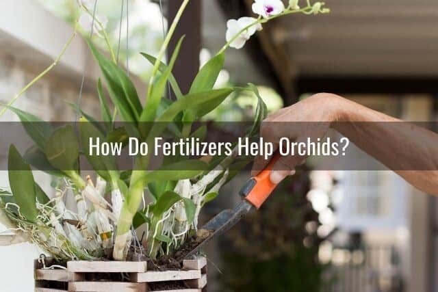 Person using shovel to add fertilizer and potting mix to orchid