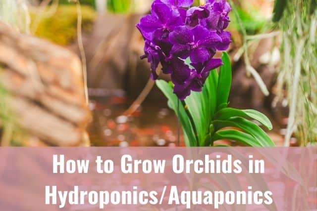 Orchids growing in hydroponics