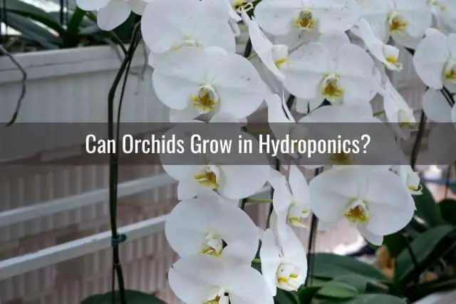 Orchids growing in hydroponics
