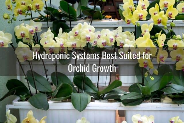 Hydroponic System with orchids growing inside