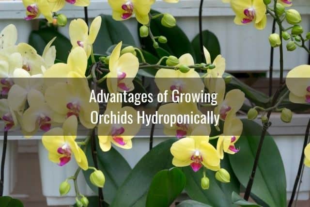 Orchids growing in hydroponics system