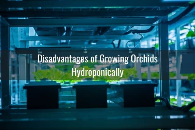 Plants growing under grow lights in hydroponic containers