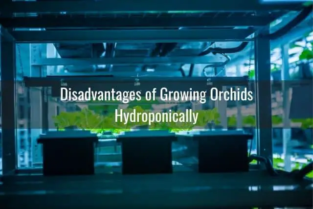 how to grow orchids in hydroponics or aquaponics