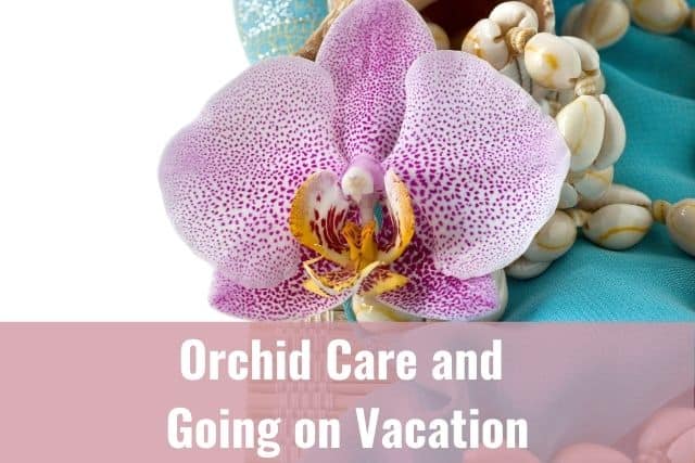 Orchid flower with shell necklace and vacation items