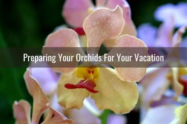 Orchids outdoors