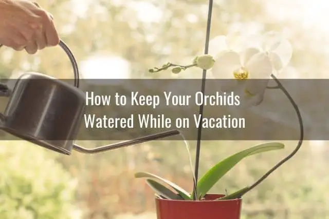 Person watering orchid in preparation for vacation