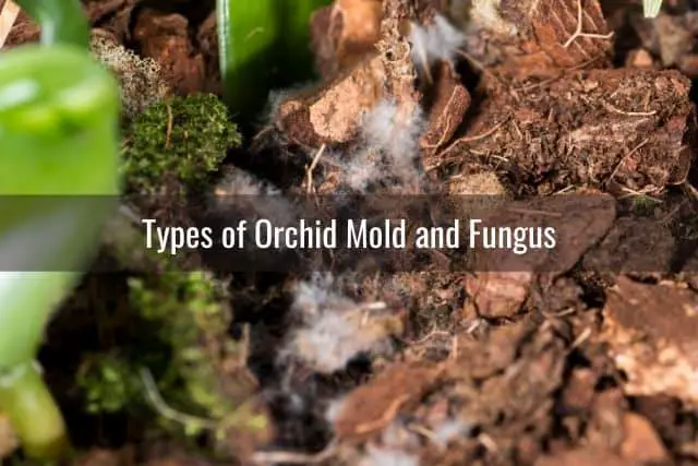 Mold growing on orchid potting media