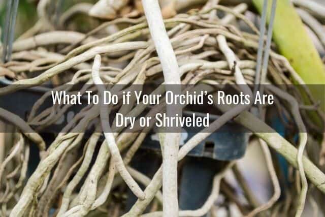 Orchid roots up close