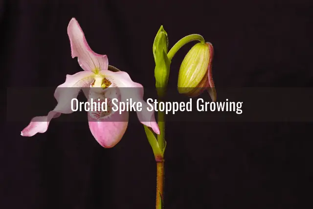 Lady slipper orchid flower spike that stopped growing