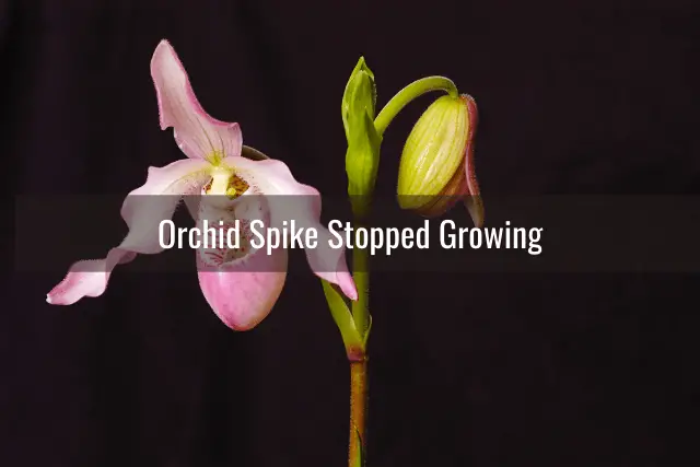 Orchid Flower Spike Care Common Problems And Their Treatment Everyday Orchids 