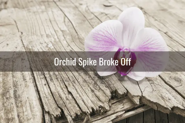 Orchid bloom on a broken wooden deck