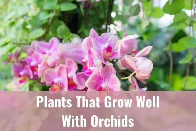 Orchids growing outdoors with other plants
