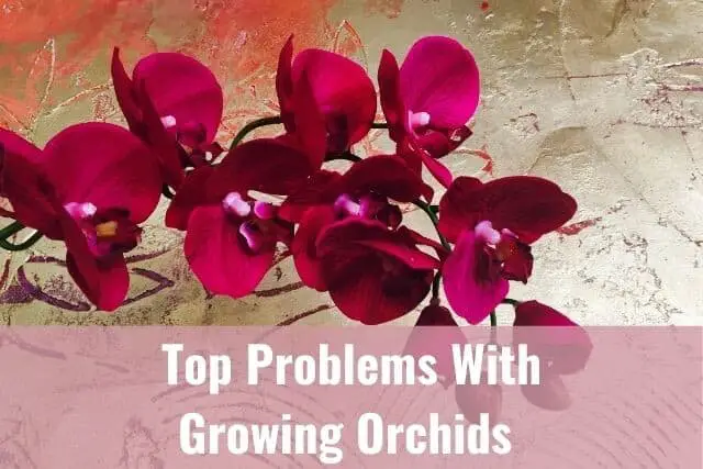 Red orchid blooms--problems growing orchids
