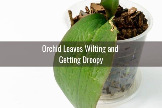 Problems growing orchids--droopy and wilted orchid leaves in a potted orchid