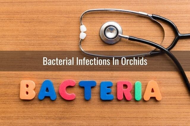 Stethoscope and the word bacteria spelled out with block letters